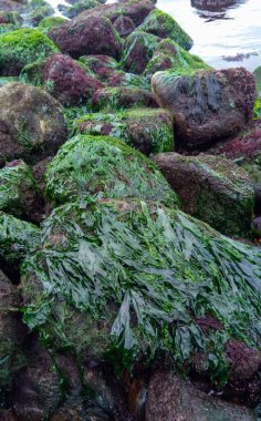 Yumuşakçalar Mytilus dörtnala ve Karadeniz 'de güçlü bir gelgit sırasında kayaların üzerinde farklı türde yeşil ve kırmızı algler.