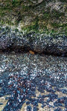 Yumuşakçalar Mytilus dörtnala ve Karadeniz 'de güçlü bir gelgit sırasında kayaların üzerinde farklı türde yeşil ve kırmızı algler.