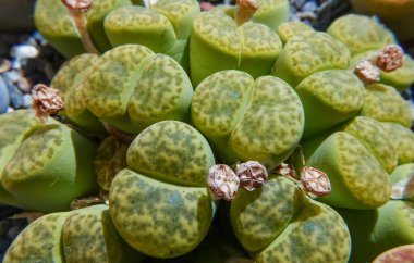 Mesembs (Lithops bromfieldii v. insularis 'Sulphurea') South African plant from Namibia in the botanical collection of supersucculent plants