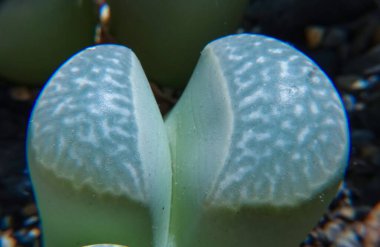 Mesembs (Lithops marmorata) Namibya 'dan gelen Güney Afrika bitkisi süper sulu bitkilerin botanik koleksiyonunda