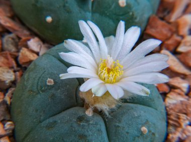 Lophophora Williamsii. Botanik bahçesinde büyük beyaz bir çiçek açan bitki.