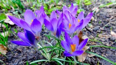 Baharda bahçedeki timsahlar botanik bahçesinde çiçek açar.