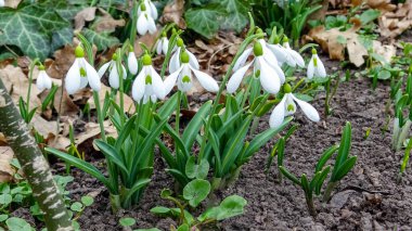 Galanthus elwesii (Elwes 's, more snowdrop) doğada, Ukrayna' nın kırmızı kitabı.