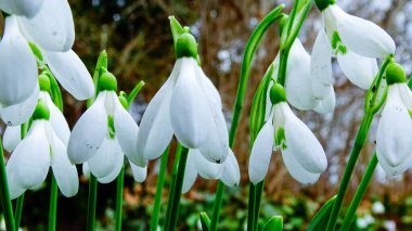 Galanthus elwesii (Elwes 's, more snowdrop) doğada, Ukrayna' nın kırmızı kitabı.