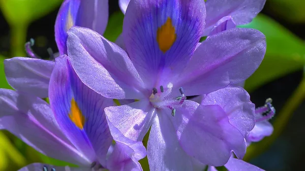 Fioletowe Kwiatostany Inwazyjnej Rośliny Wodnej Hiacynty Wodne Eichhornia Azurea Kwiaty — Zdjęcie stockowe