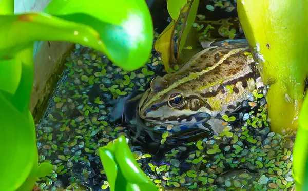 stock image The head of a lake frog Pelophylax ridibundus  in the water among floating duckweed and Wolffia algae in the lake, southern Ukraine