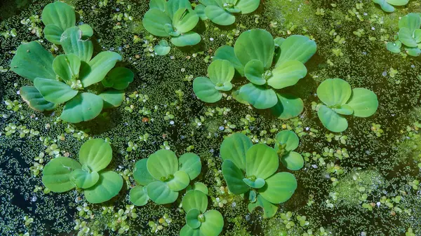 stock image The smallest flowering plant (Wolffia arrhiza) and duckweed (Lemna turionifera) on the water among the invasive species Pistia