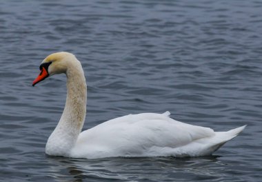 Dilsiz kuğu (Cygnus olor), kırmızı gagalı yetişkin bir kuş, orta dereceli bir planla denizde yüzer.