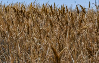 Phragmites australis - Odessa bölgesindeki Sukhoi haliçlerinde kuru sarı sazlıklar