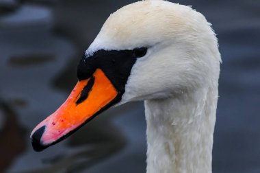 Orta plan, dilsiz kuğu (Cygnus olor), kırmızı gagalı yetişkin bir kuş.