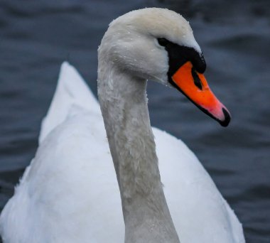 Yetişkin kuş dilsiz kuğu (Cygnus rengi), denizde kırmızı gagalı yaşlı kuş, yakın plan yüzer.