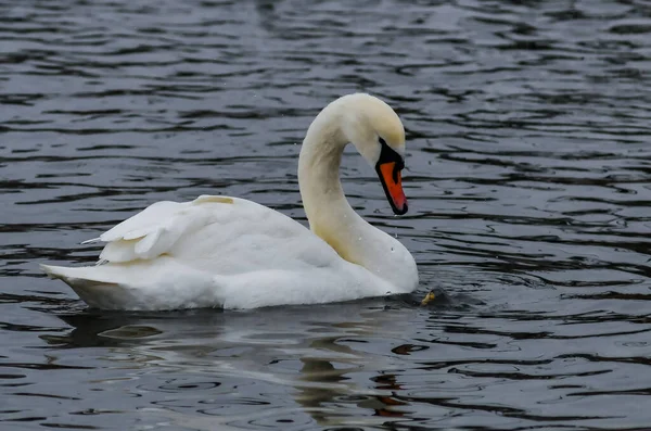 Dilsiz kuğu (Cygnus olor), kırmızı gagalı yetişkin bir kuş, orta dereceli bir planla denizde yüzer.