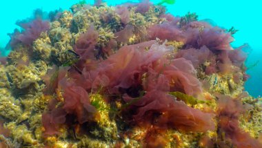 Deniz tabanındaki yeşil, kırmızı ve kahverengi algler (Ulva, Enteromorpha, Seramium, Cladophora, Porphira), Sualtı manzarası, Karadeniz