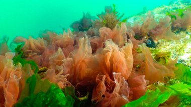 Deniz tabanındaki yeşil, kırmızı ve kahverengi algler (Ulva, Enteromorpha, Seramium, Cladophora, Porphira), Sualtı manzarası, Karadeniz