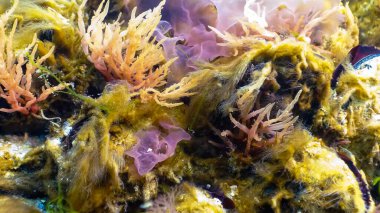Deniz tabanındaki yeşil, kırmızı ve kahverengi algler (Ulva, Enteromorpha, Seramium, Cladophora, Porphira), Sualtı manzarası, Karadeniz