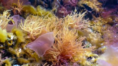 Deniz tabanındaki yeşil, kırmızı ve kahverengi algler (Ulva, Enteromorpha, Seramium, Cladophora, Porphira), Sualtı manzarası, Karadeniz