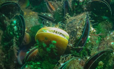 Akdeniz midyesi (Mytilus dörtnala), Karadeniz