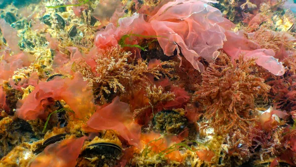 Green, red and brown algae on the seabed (Ulva, Enteromorpha, Ceramium, Cladophora, Porphira), Underwater landscape, Black Sea