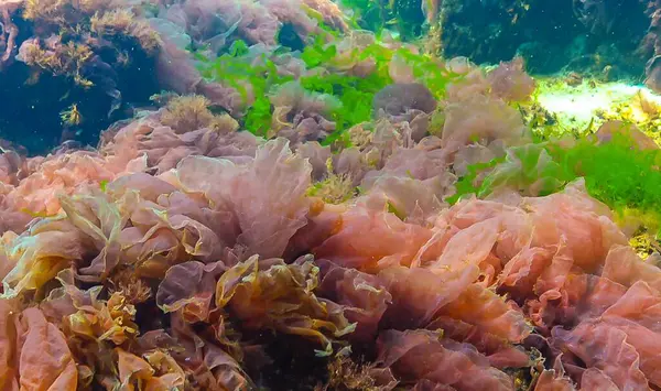 Green, red and brown algae on the seabed (Ulva, Enteromorpha, Ceramium, Cladophora, Porphira), Underwater landscape, Black Sea