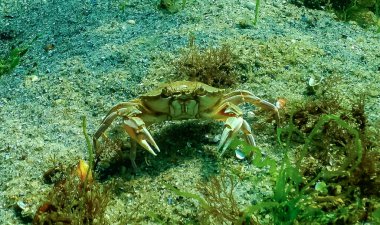 Karadeniz, Yeşil Yengeç (Carcinus aestuarii), dipte yakalanan başka bir yengeç türü yer.