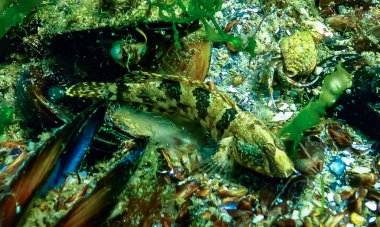 Botton 'da Tubenose Goby (Proterorhinus marmoratus). Karadeniz