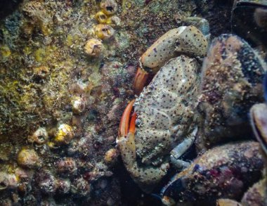 Jaguar yuvarlak yengeç (Xantho poressa). Karadeniz 'in Hayvanı