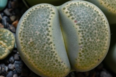 Mesembs (Lithops terricolor) South African plant from Namibia in the botanical collection of supersucculent plants