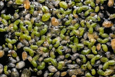 Sudaki en küçük çiçekli bitki (Wolffia arrhiza) ve ördek yosunu (Lemna turionifera). 