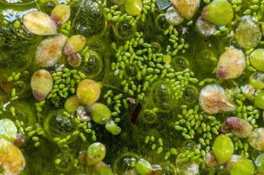 Sudaki en küçük çiçekli bitki (Wolffia arrhiza) ve ördek yosunu (Lemna turionifera). 