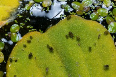 Su bitkisinin yapraklarındaki küçük yeşil yaprak biti Pistia stratiotları