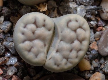 Mesembs (Lithops karasmontana) South African plant from Namibia in the botanical collection of supersucculent plants