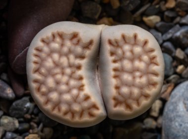 Mesembs (Lithops bromfeldii var. mennellii) South African plant from Namibia in the botanical collection of supersucculent plants