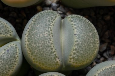 Mesembs (Lithops terricolor) South African plant from Namibia in the botanical collection of supersucculent plants