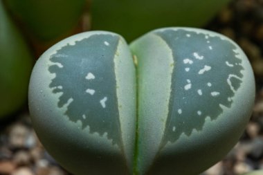Mesembs (Lithops olivacea) South African plant from Namibia in the botanical collection of supersucculent plants