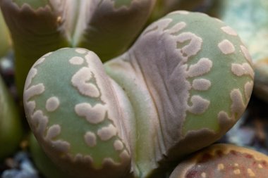 Mesembs (Lithops otzeniana) South African plant from Namibia in the botanical collection of supersucculent plants