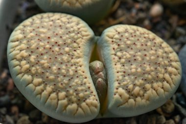 Mesembs (Lithops verruculosa) South African plant from Namibia in the botanical collection of supersucculent plants
