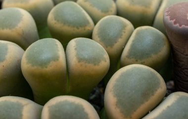 Mesembs (Lithops dinteri) South African plant from Namibia in the botanical collection of supersucculent plants