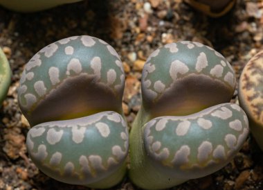 Mesembs (Lithops otzeniana) South African plant from Namibia in the botanical collection of supersucculent plants