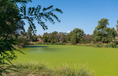 Kirli bir gölün su yüzen bitkileri (Wolffia arrhiza) ve (Lemna turionifera) ile kaplıdır.)