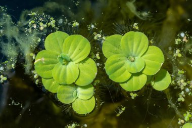 Pistia stratiotes - su bitkilerinde köksüz ördek otu (Wolffia arrhiza) ve ördek otu (Lemna turionifera) arasında yüzer.