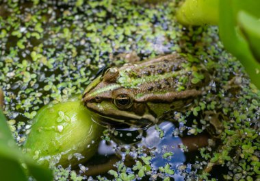 Bataklık kurbağası (Pelophylax ridibundus), ördek otunun arasında suda yüzen kurbağa.