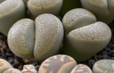 Mesembs (Lithops terricolor) South African plant from Namibia in the botanical collection of supersucculent plants