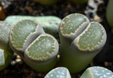 Mesembs (Lithops salicola) South African plant from Namibia in the botanical collection of supersucculent plants