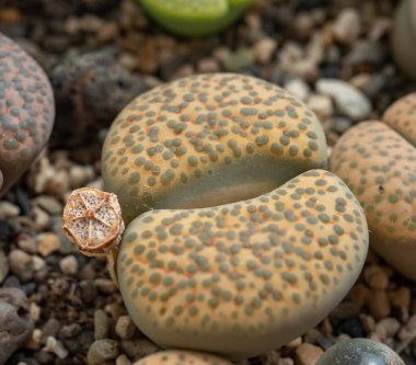 Mesembs (Lithops fulviceps) South African plant from Namibia in the botanical collection of supersucculent plants