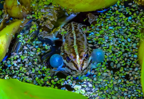 stock image Pelophylax ridibundus - a frog sings, inflating air sacs in a lake among aquatic vegetation, Ukraine