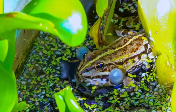 stock image Pelophylax ridibundus - a frog sings, inflating air sacs in a lake among aquatic vegetation, Ukraine