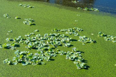 Pistia stratiotes - su bitkilerinde köksüz ördek otu (Wolffia arrhiza) ve ördek otu (Lemna turionifera) arasında yüzer.