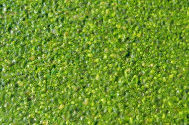 Pistia stratiotes - su bitkilerinde köksüz ördek otu (Wolffia arrhiza) ve ördek otu (Lemna turionifera) arasında yüzer.