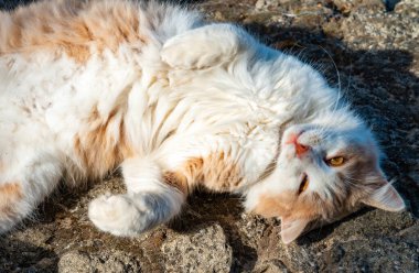 Beyaz boyunlu ve beyaz pençeli yerli kızıl kedi gündüzleri güneşte uyur.