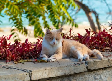 Beyaz boyunlu ve beyaz pençeli kızıl bir kedi gün boyunca güneşte dinlenir.